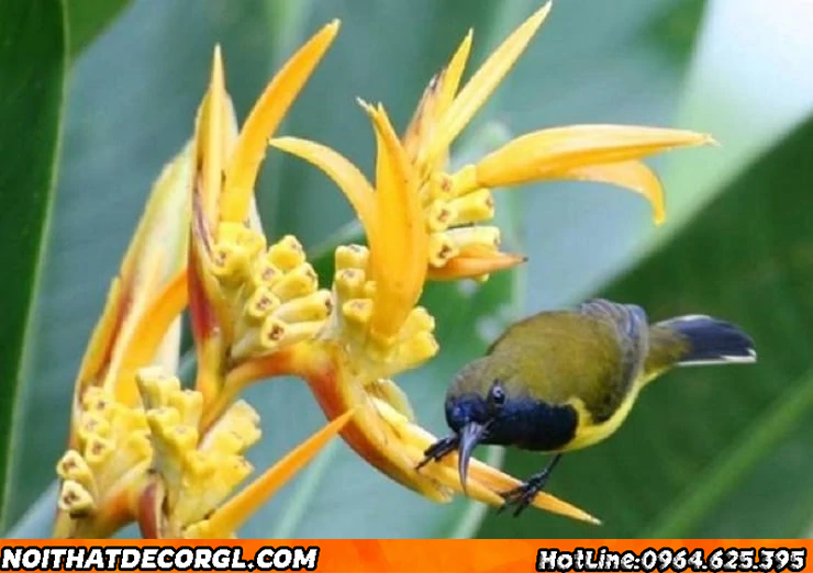 chim hút mật 5 màu ngoài tự nhiên