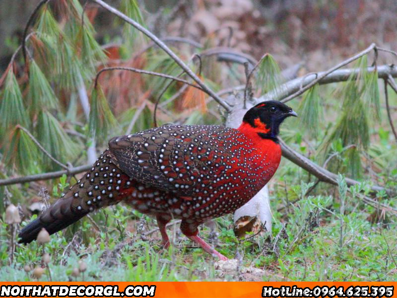 chim Tragopan phuong hoang sieu dep 2