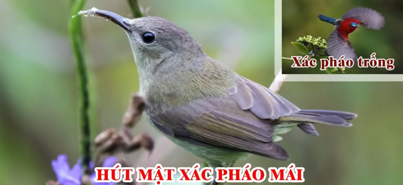 ngoại hình chim hút mật xác pháo mái