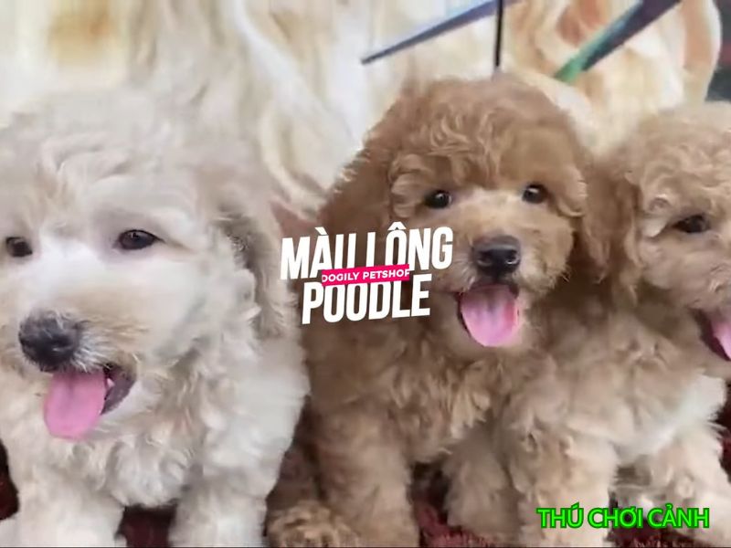 cho canh Poodle 1