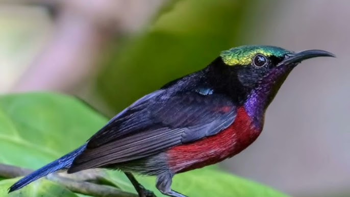 chim hút mật bảy màu với bộ lông tím