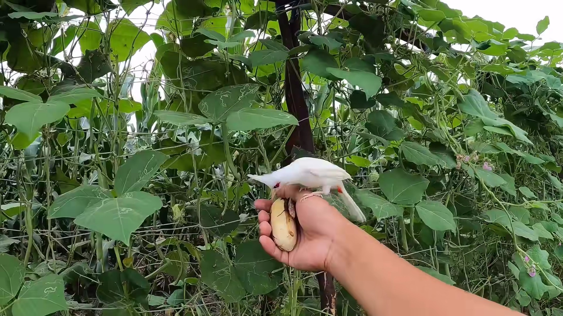 chim chào mào trắng đang ăn chuối