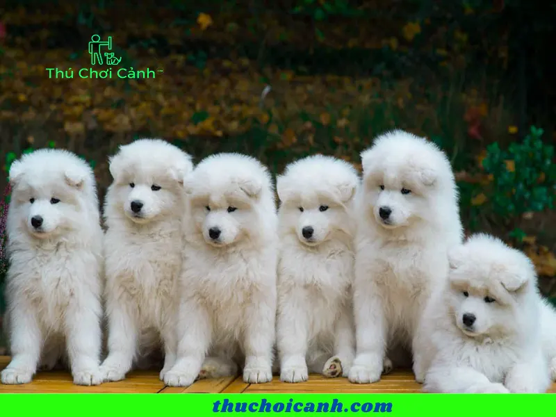 Cho samoyed gia