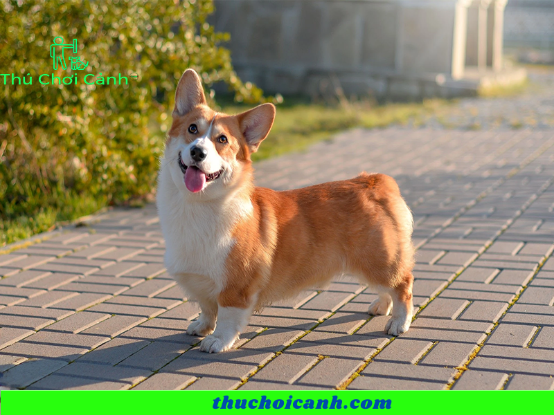 Corgi dog price 1