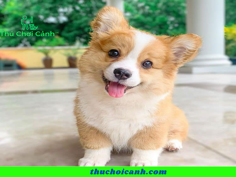 Corgi dog price 2 2