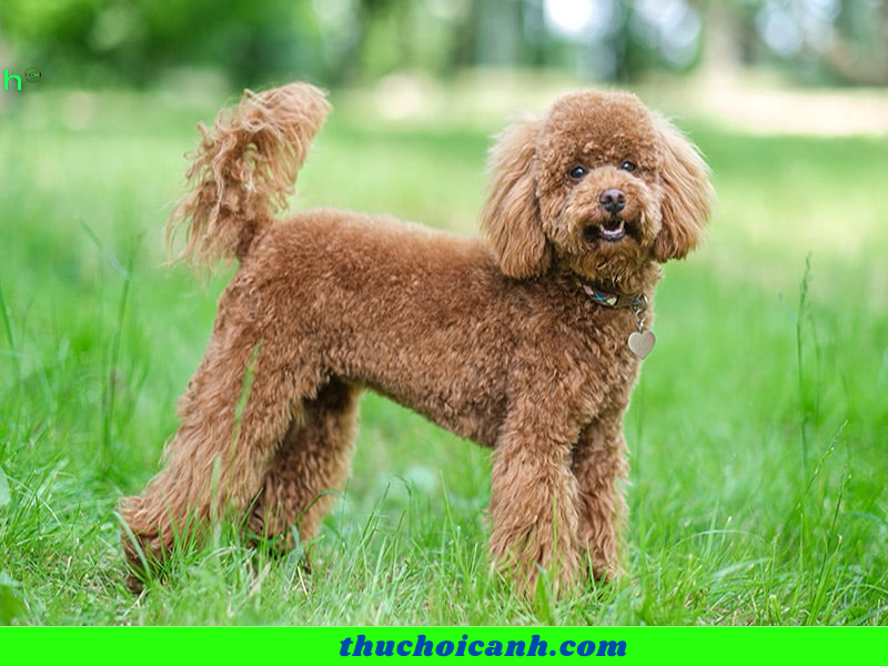 Poodle dog price 2 1