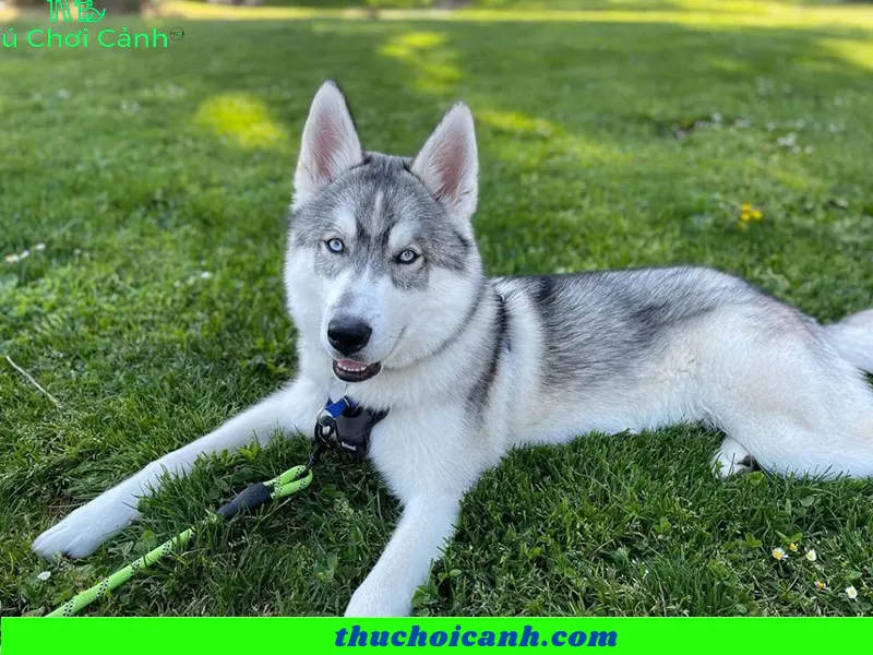 husky dog 2