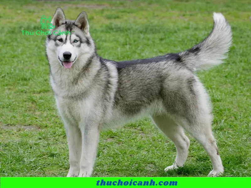 husky dog 3