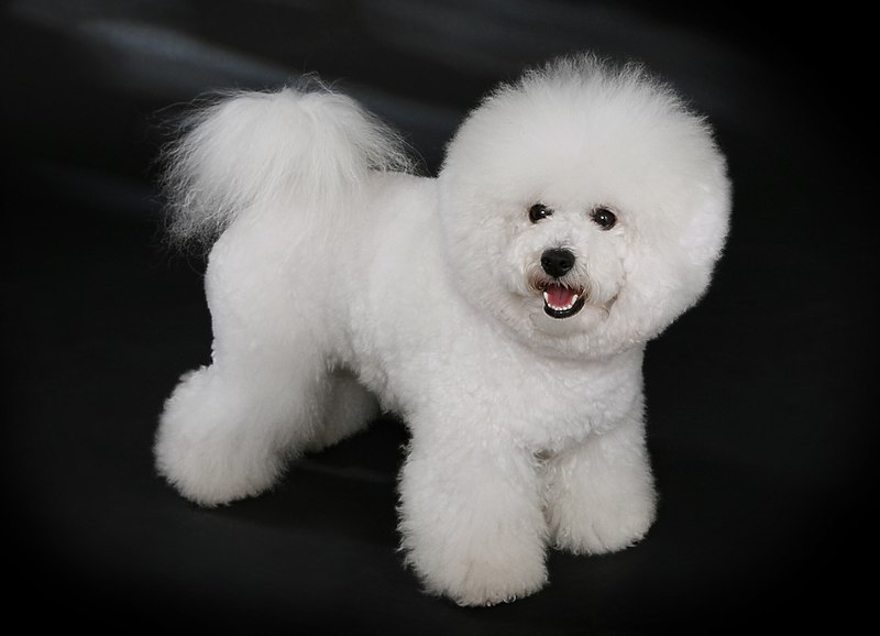 800px Bichon Frise mau trang 1