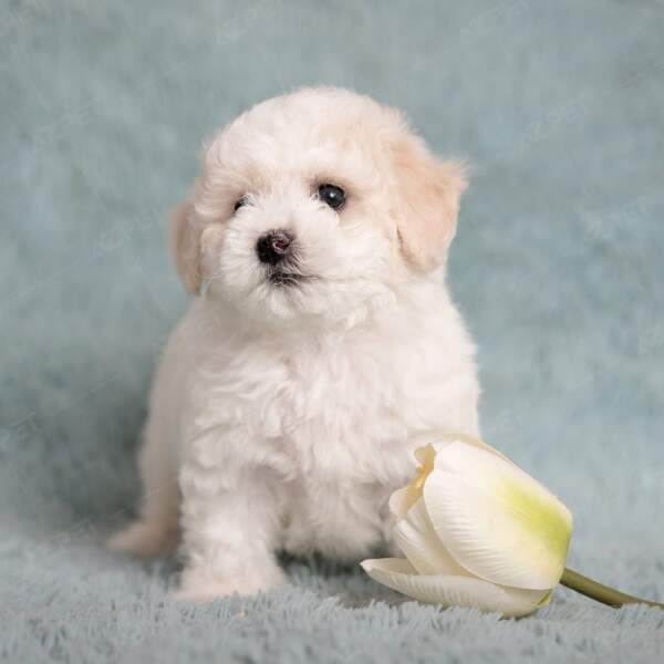 800px Bichon Frise mau trang 3