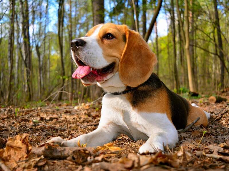 Chó Beagle giá bao nhiêu? Những điều cần biết trước khi mua