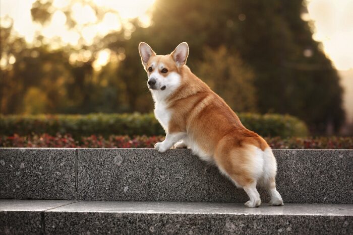 cho corgi 5