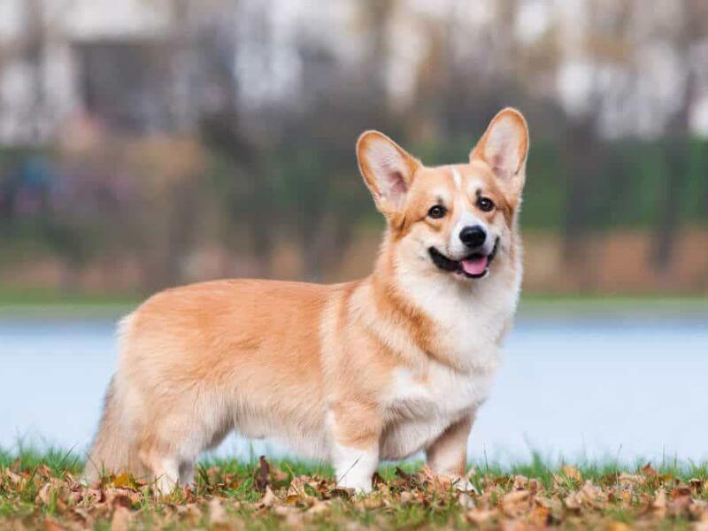 cho corgi long ngan1