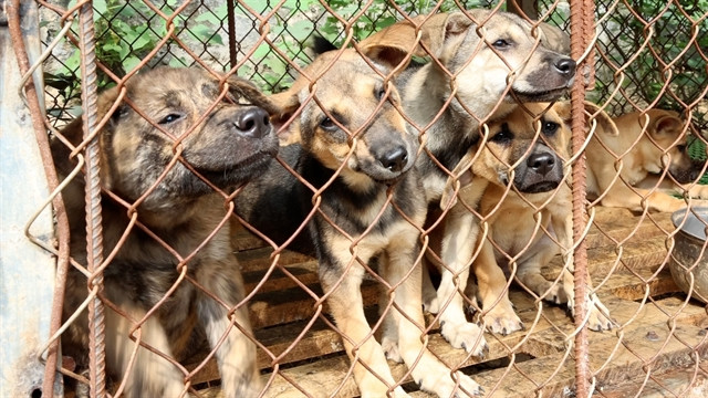 puppy slaughterhouse owner calls it a day 563