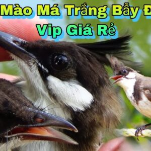 Chào mào má trắng bao lâu lên má đỏ? Khám phá quá trình trưởng thành của loài chim cảnh độc đáo