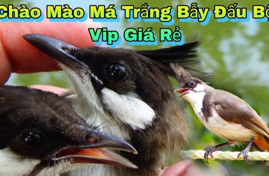 Chào mào má trắng bao…