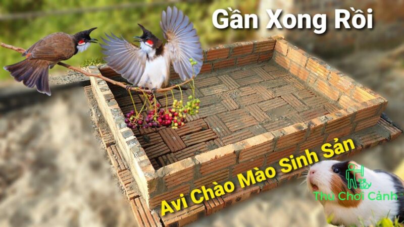 Ghép cặp chào mào