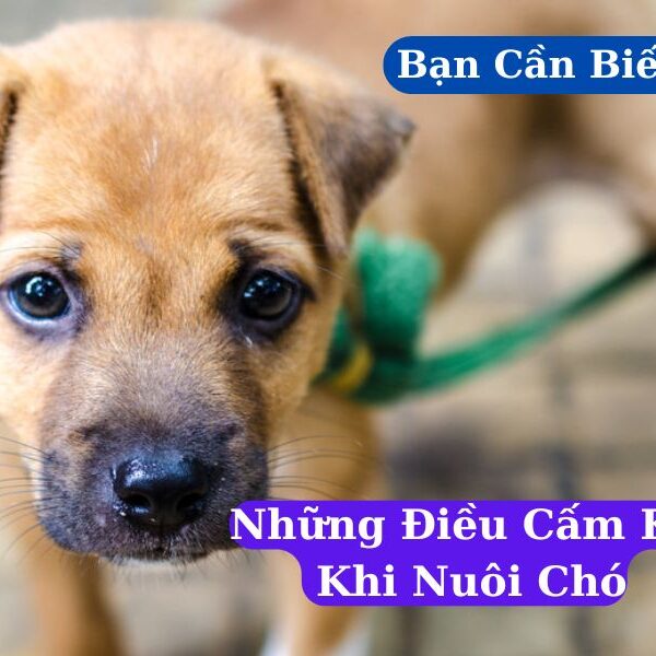 Những Điều Cấm Kỵ Khi Nuôi Chó Mà Bạn Cần Biết