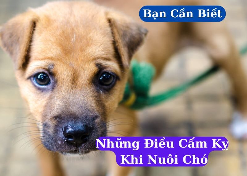 Những Điều Cấm Kỵ Khi Nuôi Chó Mà Bạn Cần Biết