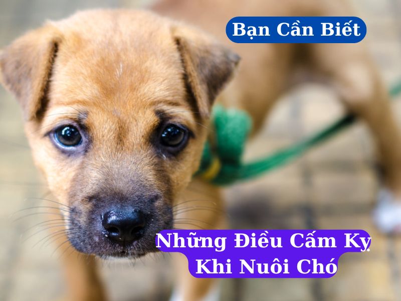 Nhung Dieu Cam Ky Khi Nuoi Cho Ma Ban Can Biet