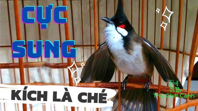 Cách chọn chào mào bổi già rừng chuẩn xác cho người mới chơi