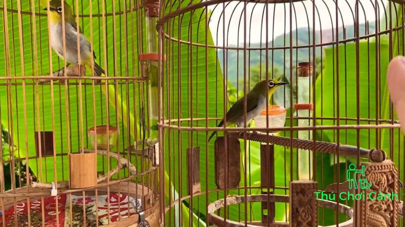 Cach Chua Chim Khuyen Bi Trung Gio Xu Long Bo Cam Tot Nhat Healing Tips For Pet Birds KTB 4 43 screenshot